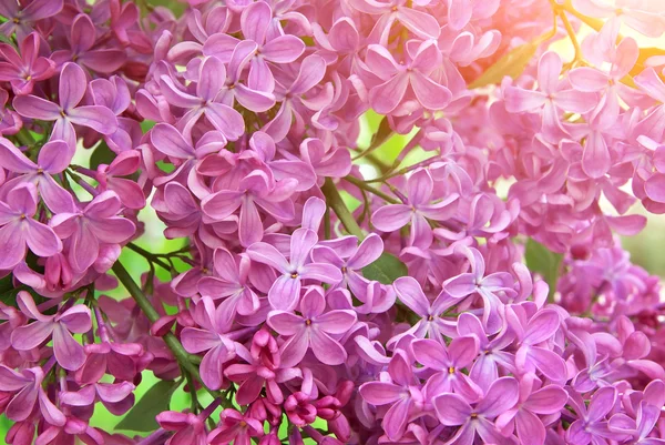 Lilac flower — Stock Photo, Image