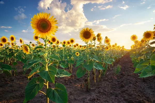 Field of sunflowers. — Stock Photo, Image