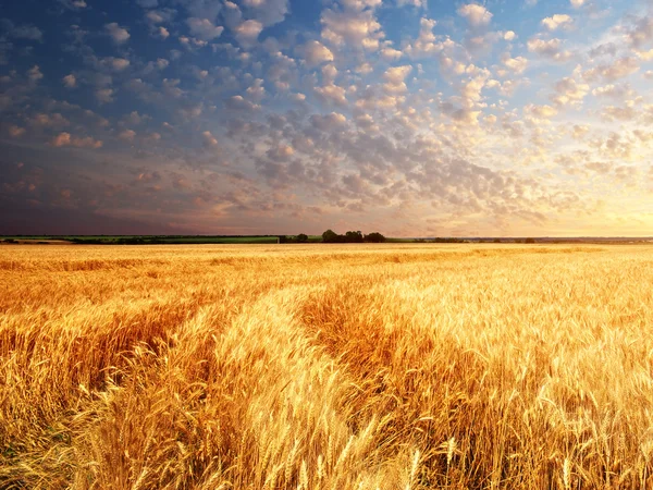 Pradera de trigo — Foto de Stock