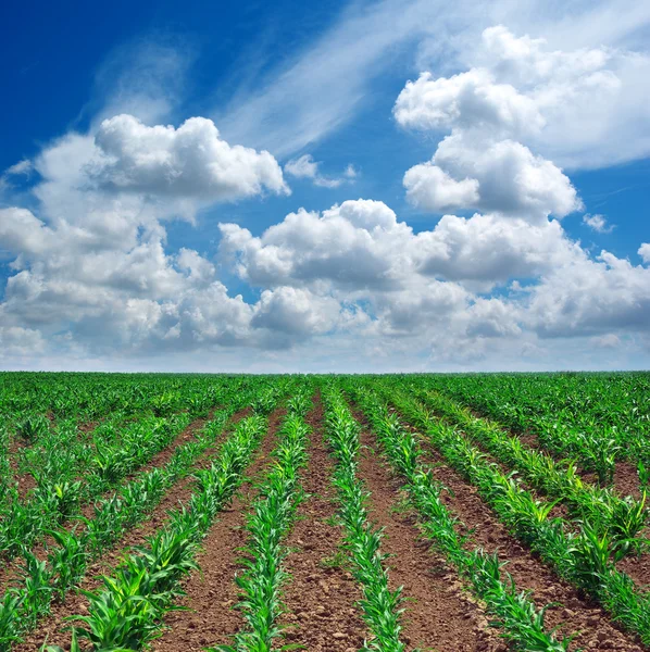 Green meadow of rows — Stock Photo, Image