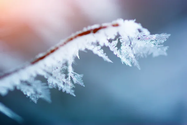 Rime en rama — Foto de Stock