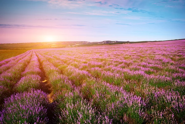 Prado de lavanda — Fotografia de Stock