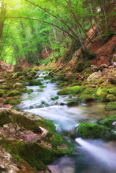 Rio na floresta de montanha . — Fotografia de Stock