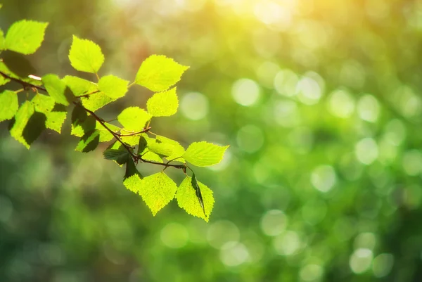 Tło bokeh — Zdjęcie stockowe