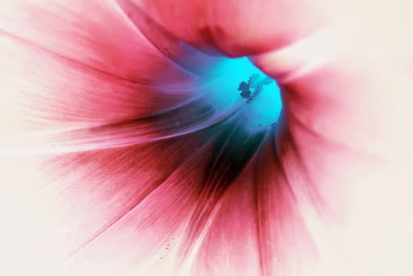 青い花のマクロ — ストック写真