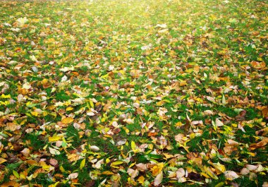 Dağdaki yeşil çayır