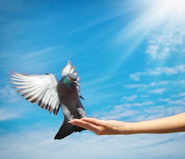 Kız güvercin beslemek