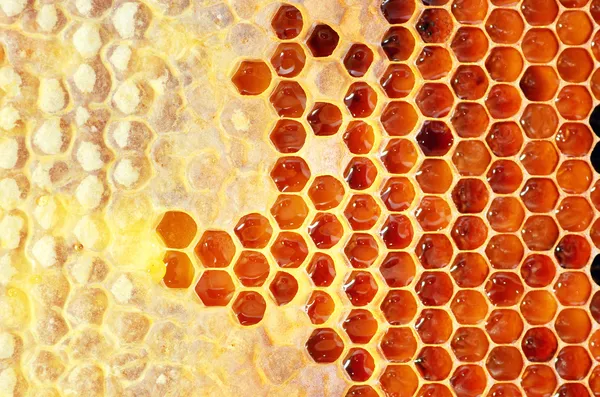 Honey in frame — Stock Photo, Image