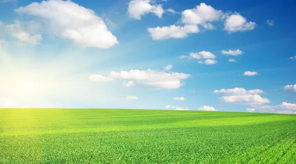 Pradera verde en la montaña — Foto de Stock