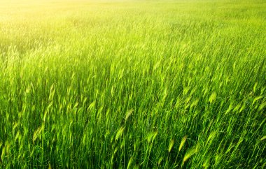 Dağdaki yeşil çayır