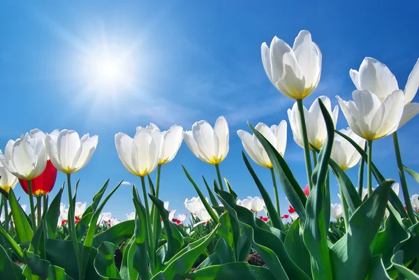 Тюльпаны на голубом небе — стоковое фото