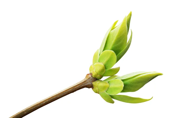 Isolierte Äste und Knospen. — Stockfoto