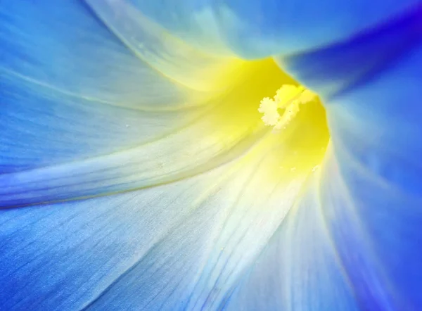 青い花のマクロ — ストック写真