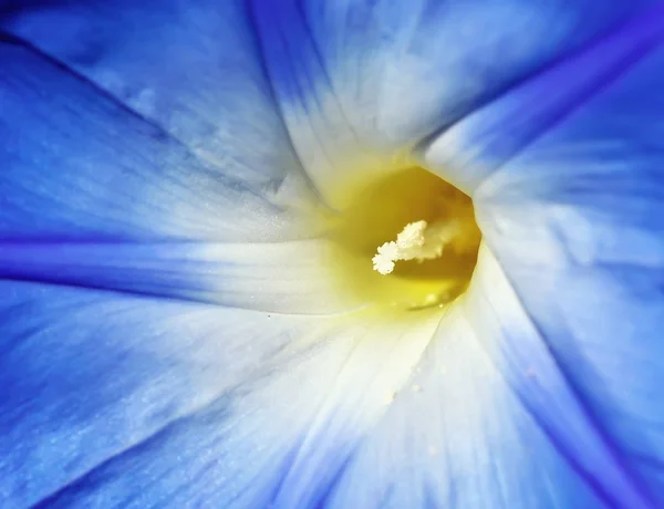 Macro de flor azul — Fotografia de Stock