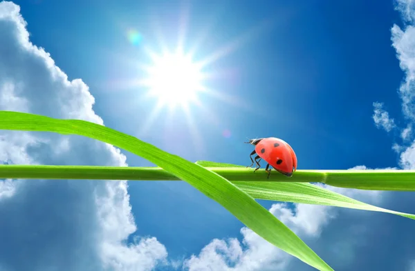 Coccinella guardando il sole — Foto Stock