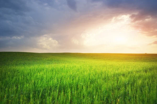 Groene weide — Stockfoto