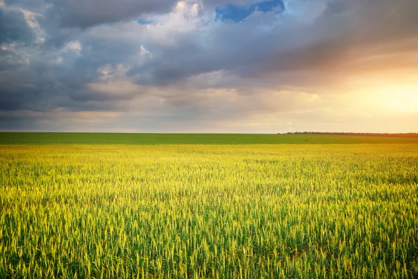 Prato di grano — Foto Stock