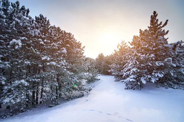 Prato verde in montagna — Foto Stock