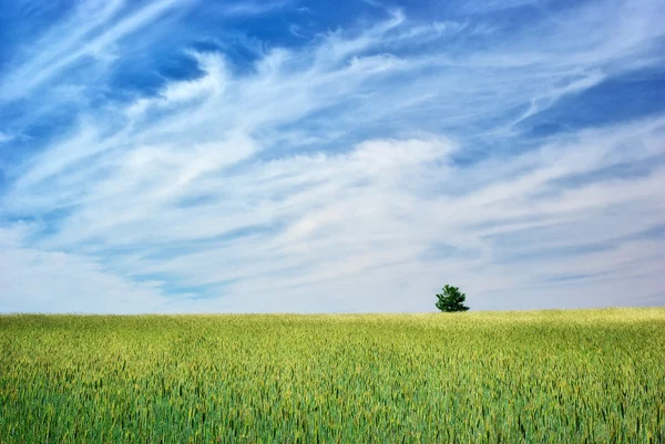 Prato verde in montagna — Foto Stock