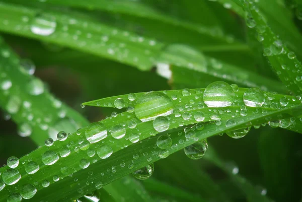 Macro de gota de chuva — Fotografia de Stock