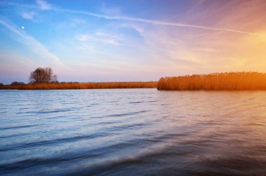 nehir ve bulrush
