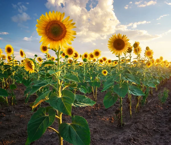 Campo de girasoles. — Foto de Stock