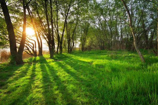 Sonnenuntergang im Wald — Stockfoto