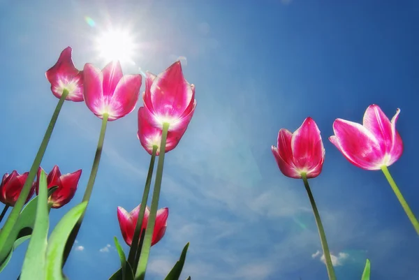 Tulipes sur ciel bleu — Photo