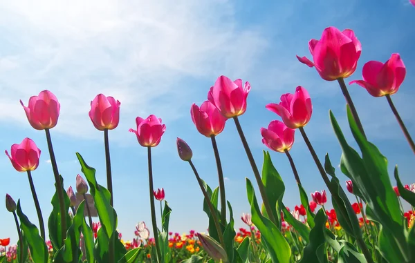 Tulipany na błękitne niebo — Zdjęcie stockowe