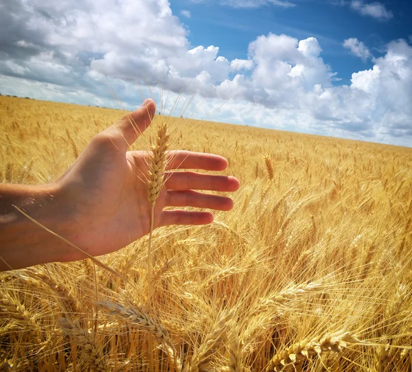 Human hand ahd wheat Stock Photo