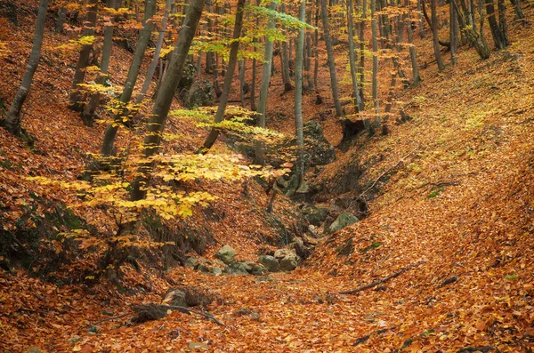 Herfstbos — Stockfoto