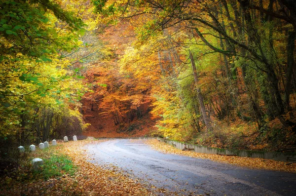 Jalan musim gugur — Stok Foto