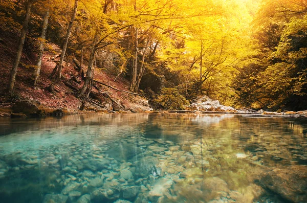 Lago na floresta — Fotografia de Stock