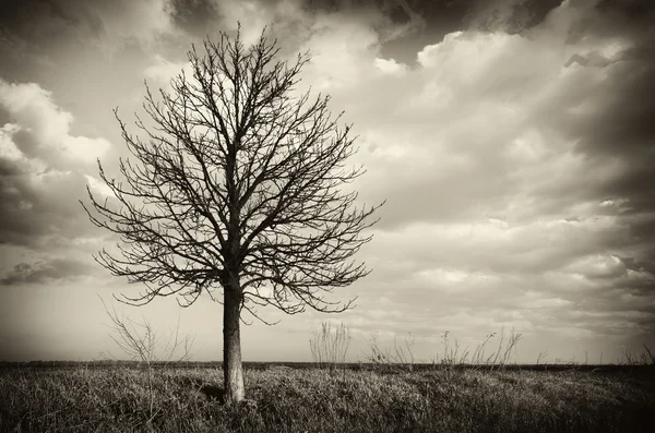 Árvore solitária — Fotografia de Stock