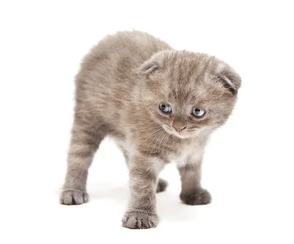 Beauty little cat — Stock Photo, Image