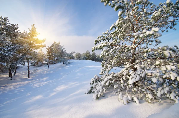 Vinterlandskap. — Stockfoto