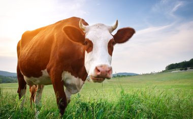 Cow in meadow clipart