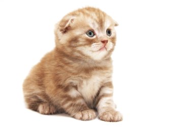 Güzellik küçük kedi