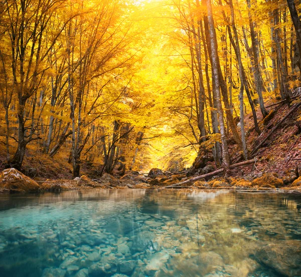 Rio na floresta de montanha . — Fotografia de Stock