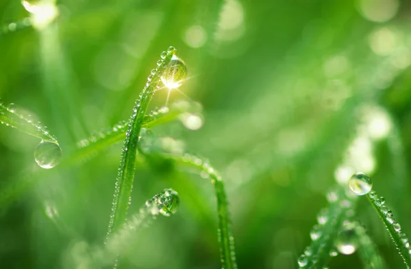 露水的宏 — 图库照片