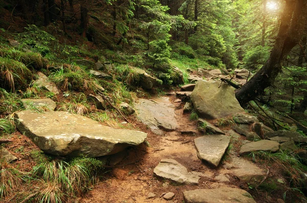 Profondo nella foresta di abeti rossi — Foto Stock