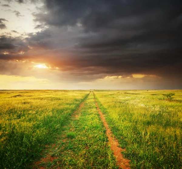 Green meadow — Stock Photo, Image