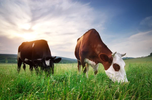 Vache dans la prairie — Photo