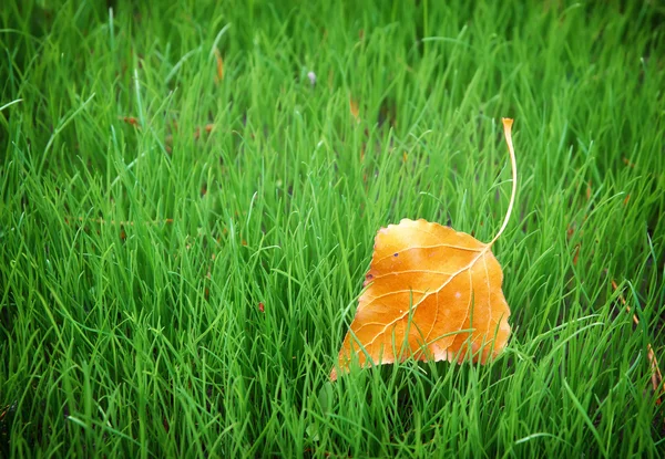 Primera hoja de otoño — Foto de Stock