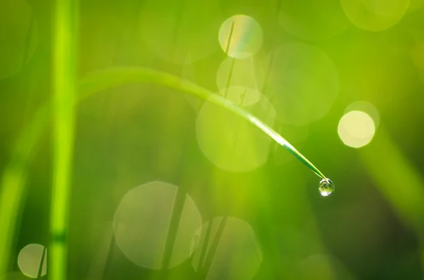 Macro of dew — Stock Photo, Image