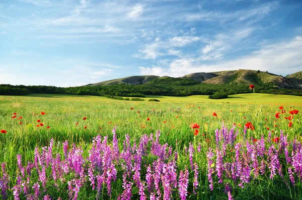 Pradera de primavera — Foto de Stock