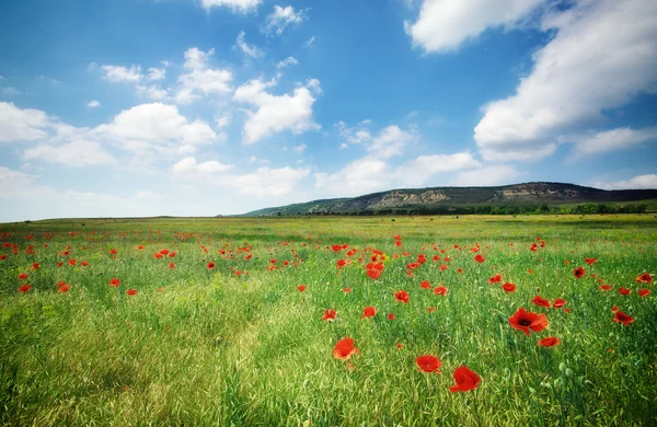 Prado da primavera — Fotografia de Stock