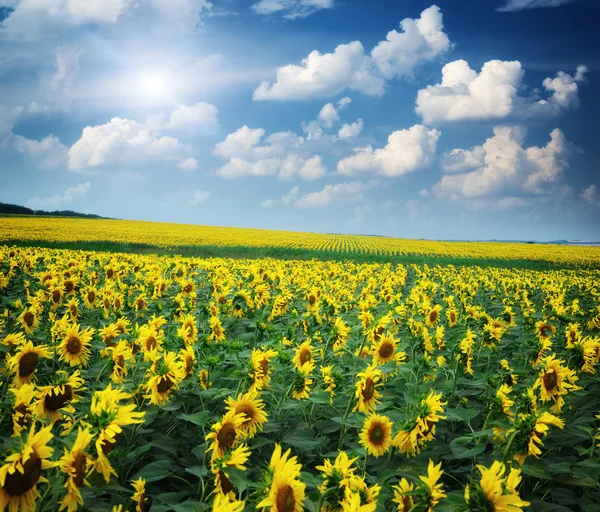 Big field of sunflowers — Stock Photo, Image