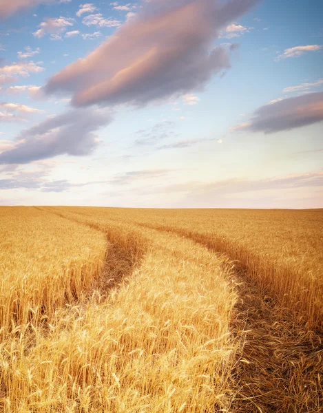 Pradera de trigo — Foto de Stock