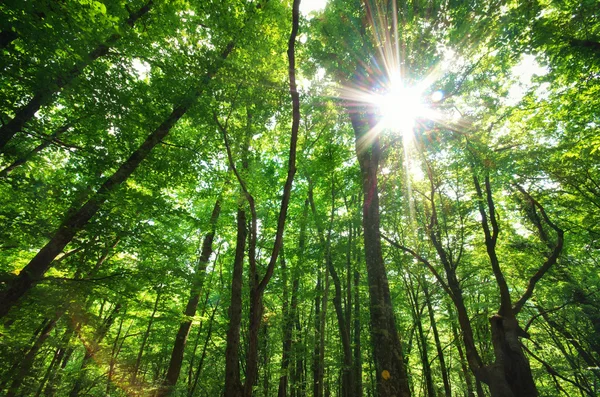 Grüner Wald — Stockfoto